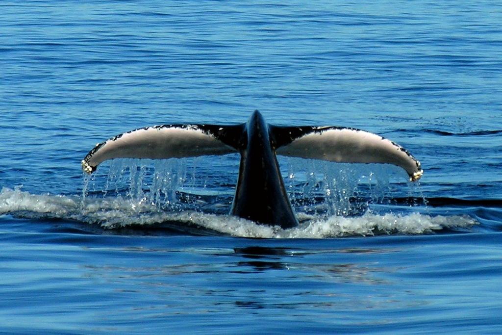 Port Stephens Whale Watch